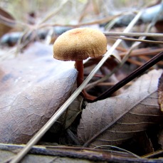 walk mushroom