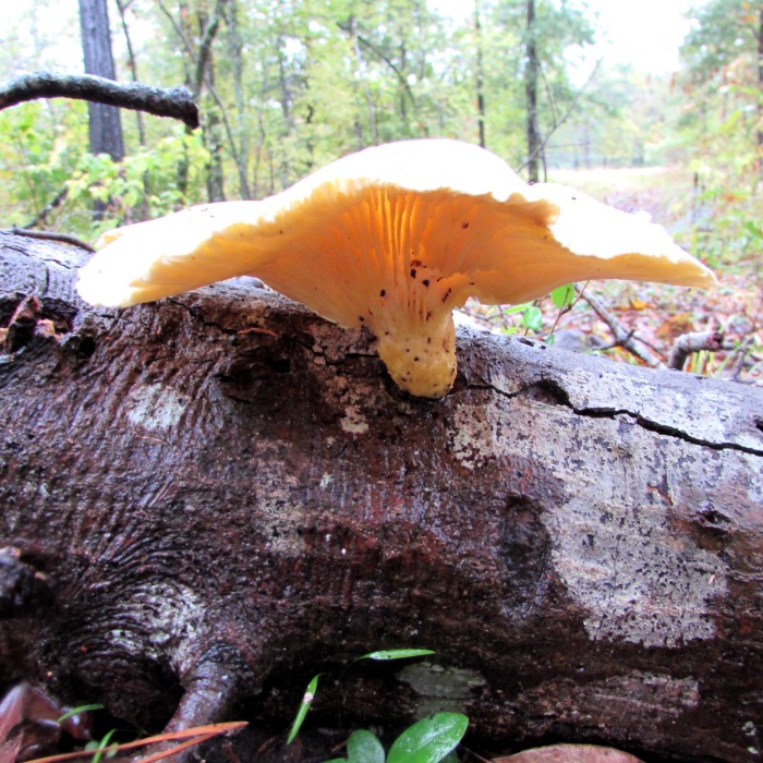 walk mushroom