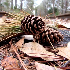 More pinecones on the train tracks.