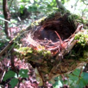 walk nest