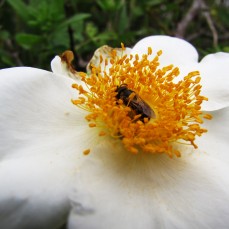 walk bee flower